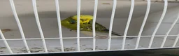 Budgerigars birds for sale: Budgerigars - Advert 2