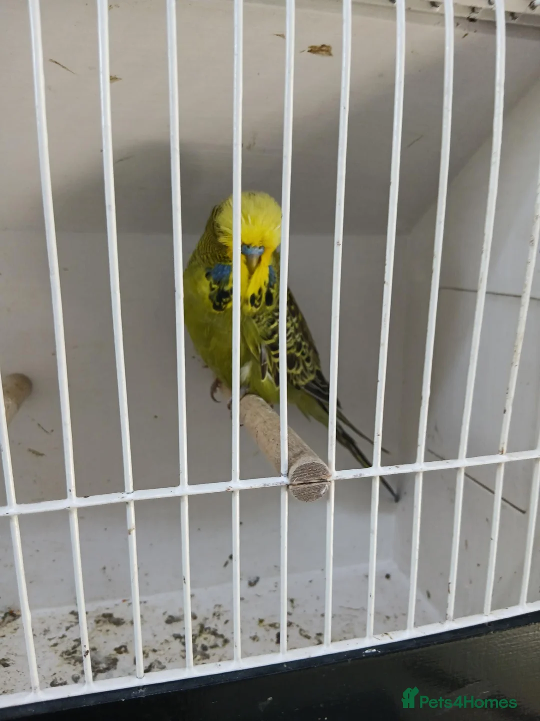 Budgerigars birds for sale: Budgerigars - Advert 2