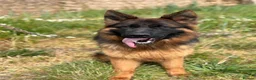 German Shepherd dogs for sale: Beautiful German shepherd female  - Advert 2