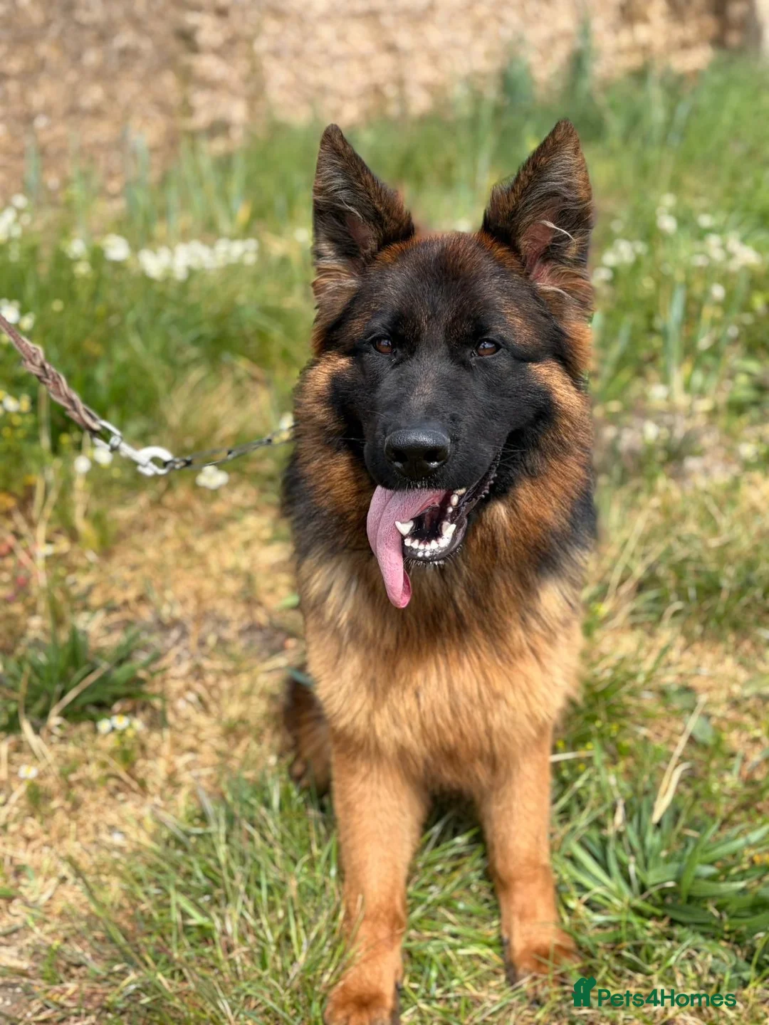 German Shepherd dogs for sale: Beautiful German shepherd female  - Advert 2
