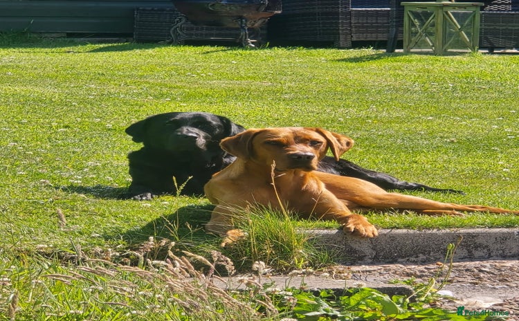 Labrador Retriever dogs - Advert 3