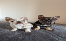 French Bulldog dogs for sale: Wirehair/fluffy French bulldog  - Image 6