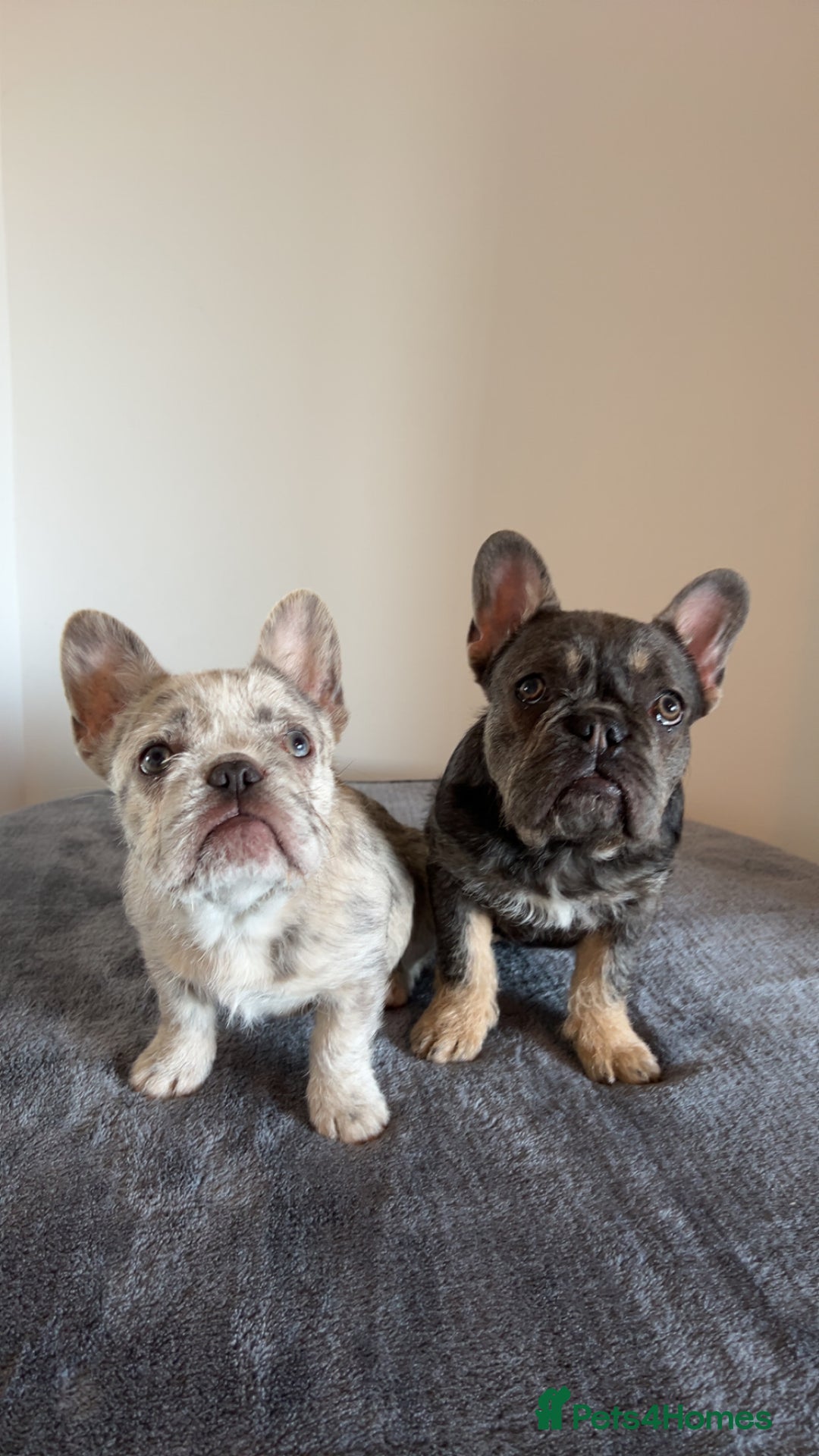 French Bulldog dogs for sale: Wirehair/fluffy French bulldog  - Image 6