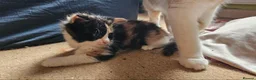 Mixed Breed cats for sale: Siberian X calico girl is looking for a new home - Advert 2
