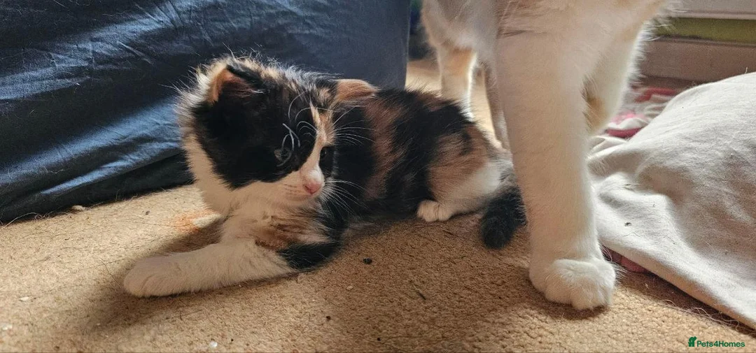 Mixed Breed cats for sale: Siberian X calico girl is looking for a new home - Advert 2