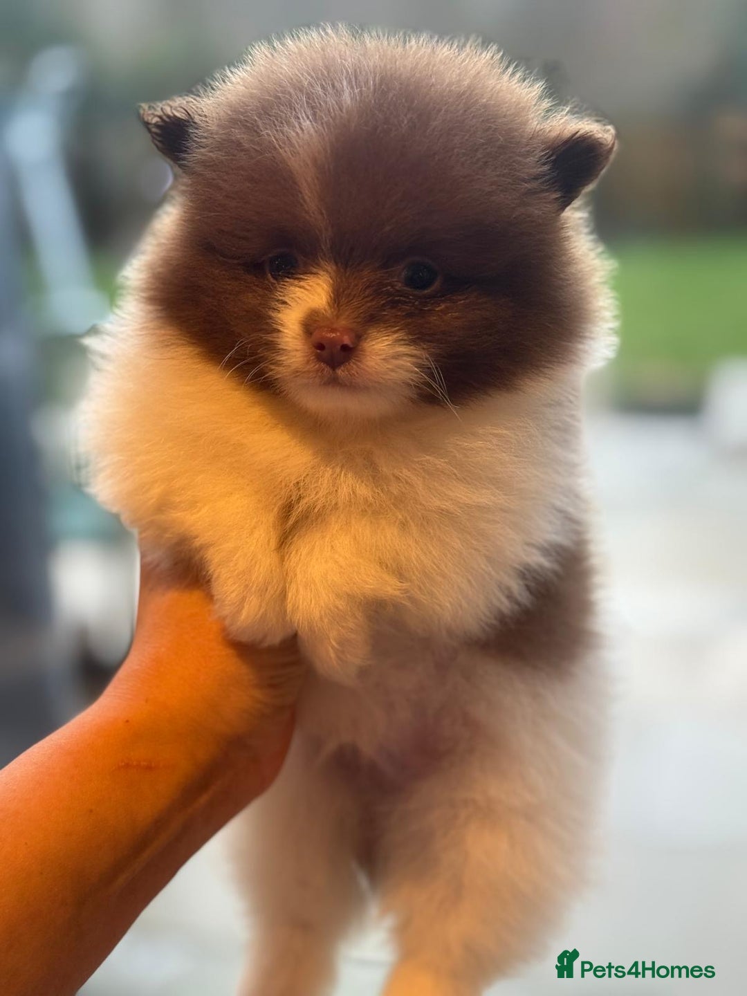 Pomeranian dogs for sale: Kc Beautiful chocolate parti poms 🤎🤍 - Advert 12