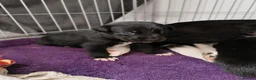 Mixed Breed dogs for sale: Gorgeous puppies looking for forever homes  - Advert 6