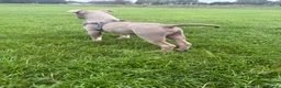 American Bully dogs for sale: Beautiful little boy pocket bully  - Advert 4
