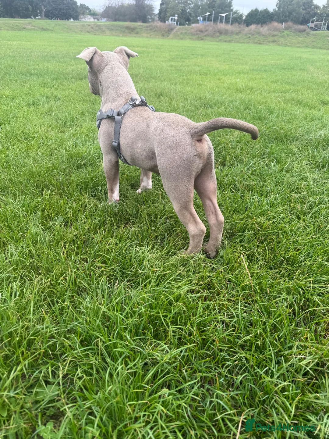 American Bully dogs for sale: Beautiful little boy pocket bully  - Advert 4