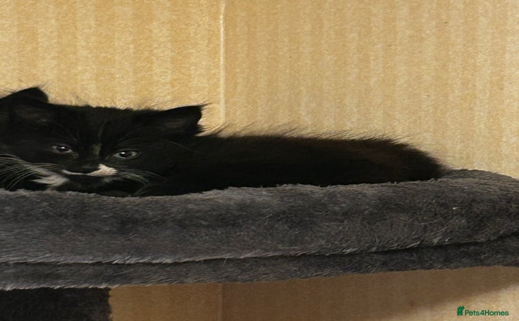 Ragcoon cats Ragdoll cross Maine coon 1 boy left  - Advert 13