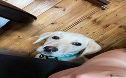 Labrador Retriever dogs for sale: Beautiful, loving Labrador Retriever forever home - Image 8