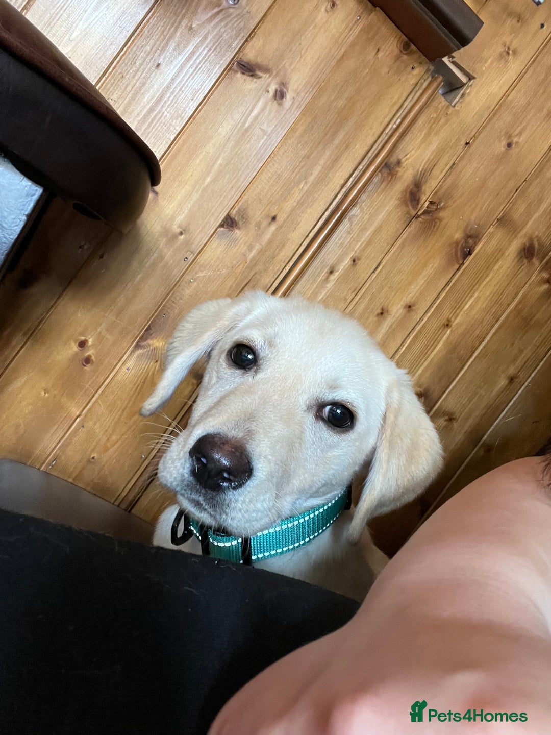 Labrador Retriever dogs for sale: Beautiful, loving Labrador Retriever forever home - Image 8