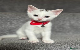 Mixed Breed cats for sale: Mixed breed white kittens  - Image 14
