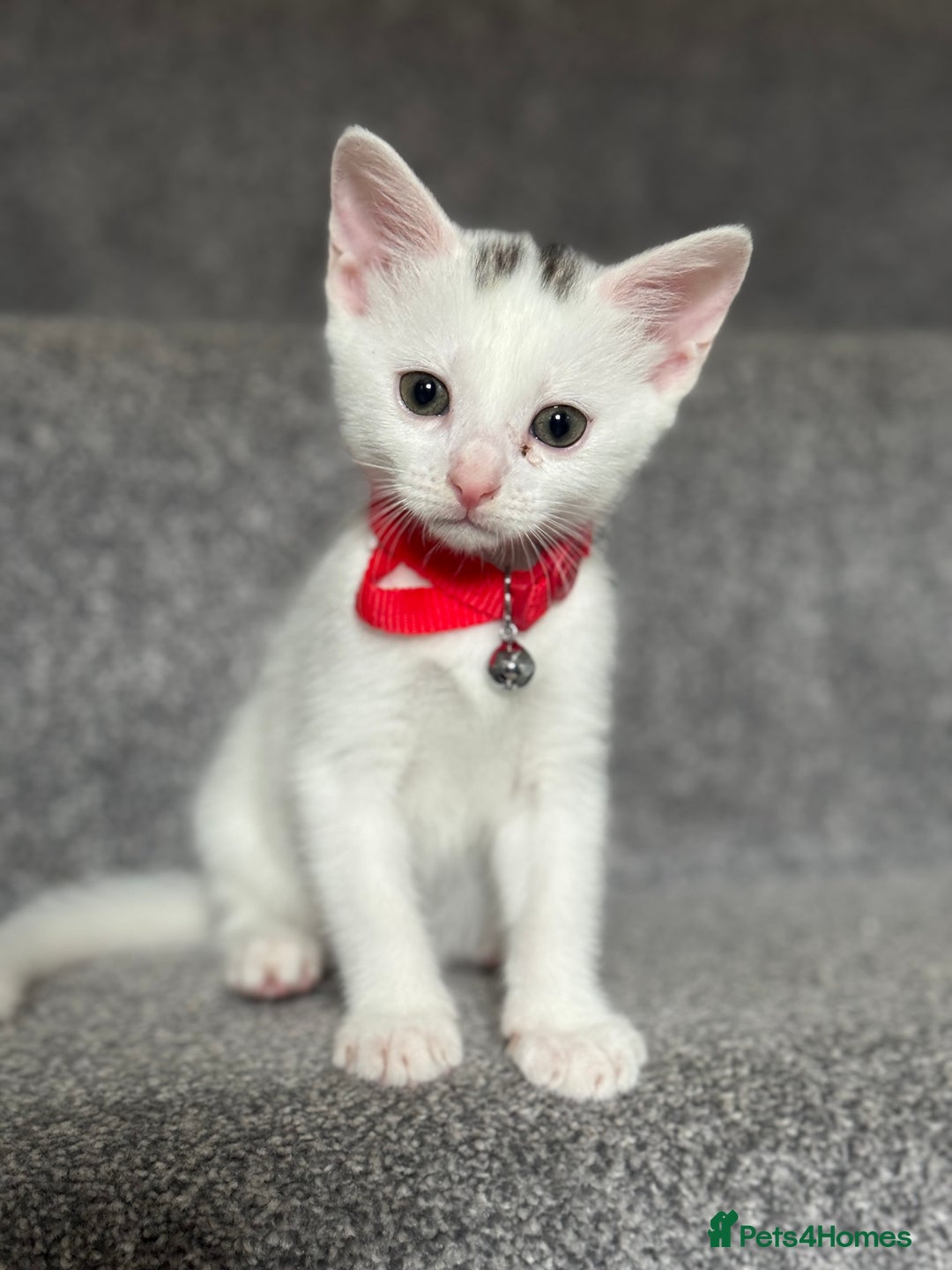 Mixed Breed cats for sale: Mixed breed white kittens  - Image 14