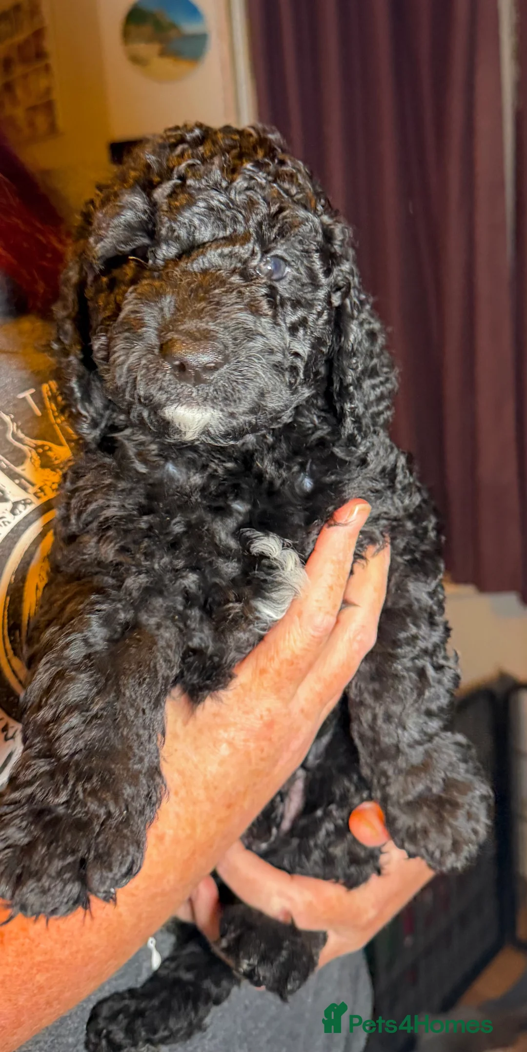 Goldendoodle dogs for sale: Female Goldendoodle Ready Now - Advert 11