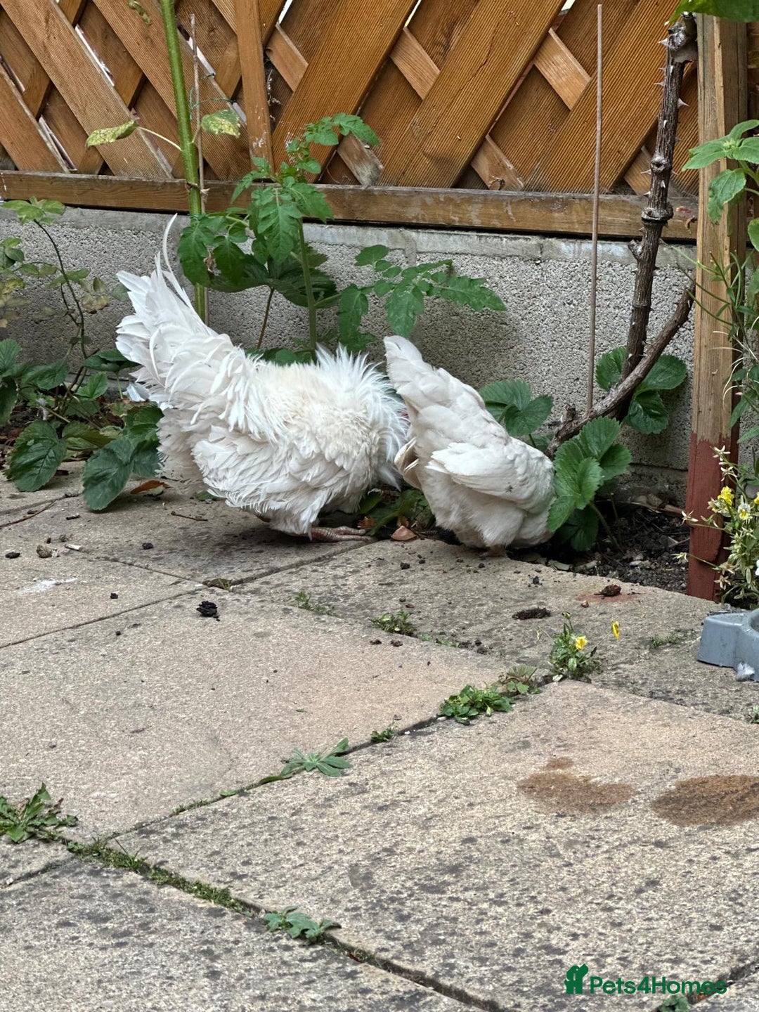 Chickens poultry for sale: White Frizzle Serama Bantam chicken Rooster - Advert 3
