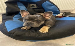 French Bulldog dogs for sale: French bulldog puppy blue & tan - Image 2