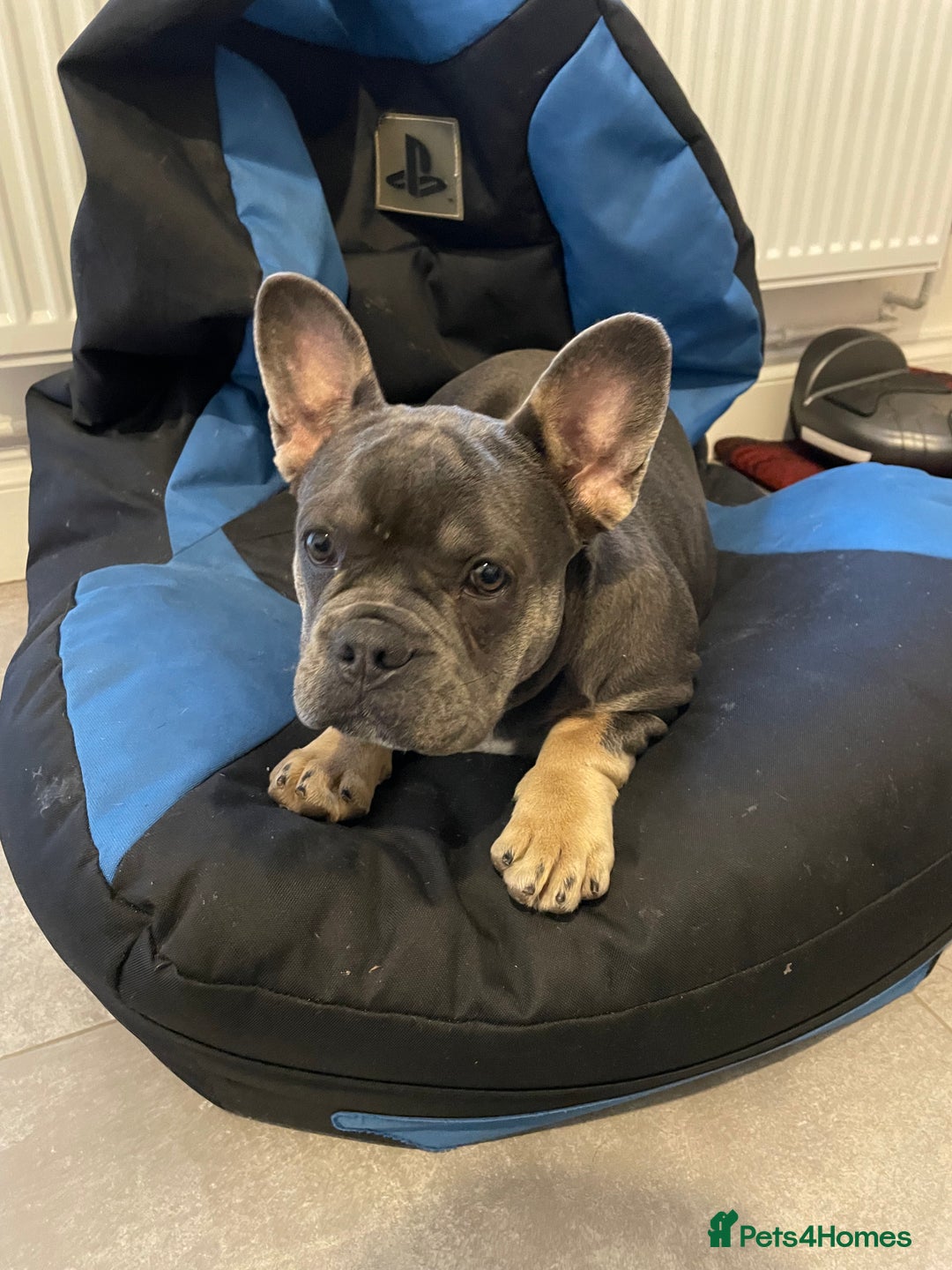 French Bulldog dogs for sale: French bulldog puppy blue & tan - Image 2