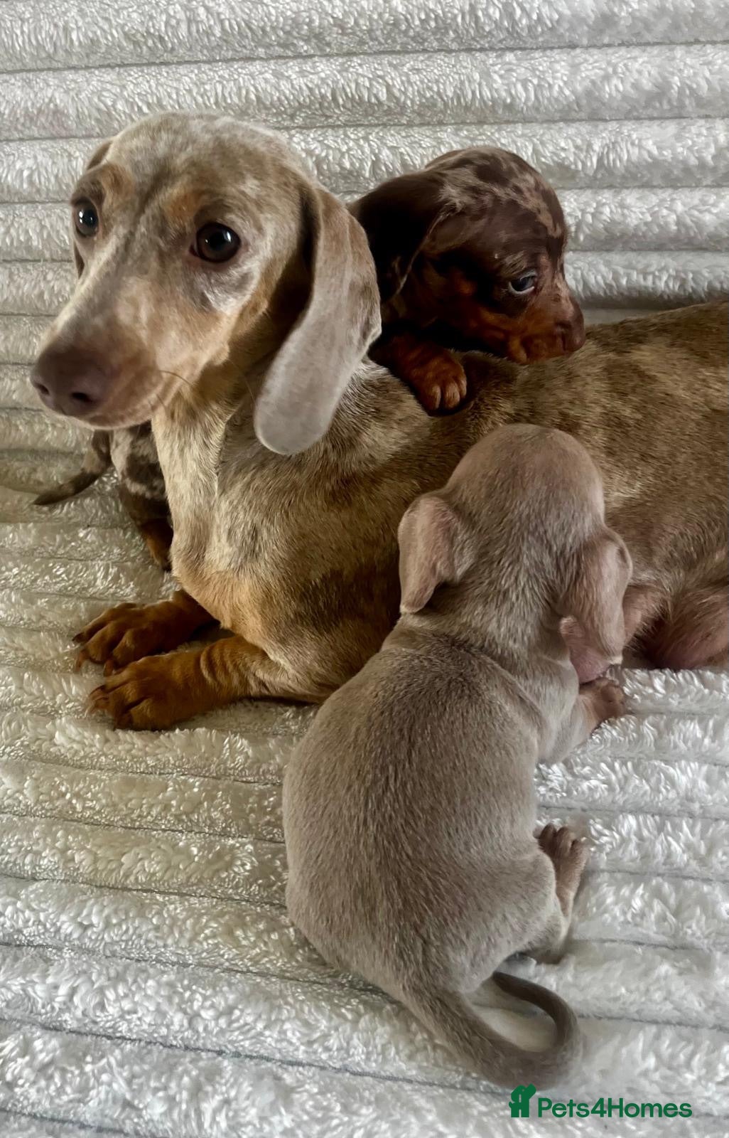 Miniature Dachshund dogs Kc registered miniature dachshund  - Advert 1