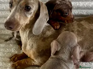 Miniature Dachshund dogs Kc registered miniature dachshund - Advert 6