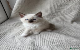 Ragdoll cats for sale: Adorable Pedigree Ragdoll Kittens Available 🐾 - Image 13