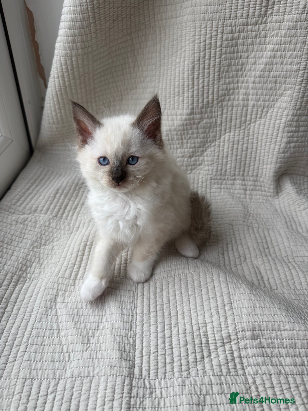 Ragdoll cats for sale: Adorable Pedigree Ragdoll Kittens Available 🐾 - Image 13