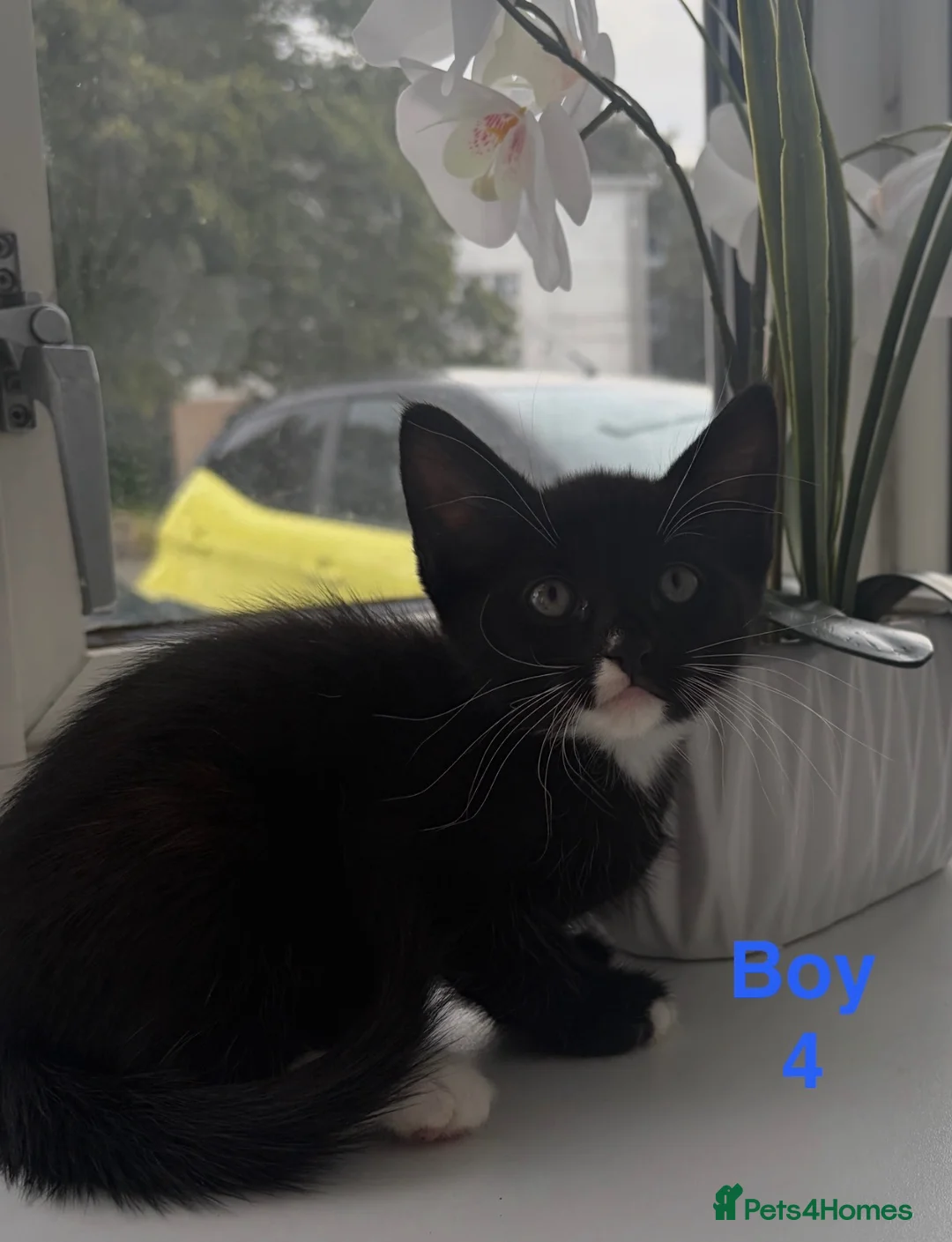 Mixed Breed cats for sale: Kittens looking for a lovely family  - Advert 12