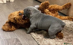 French Bulldog dogs for sale: Family Raised French Bulldog Puppies- Vet Approved - Image 9