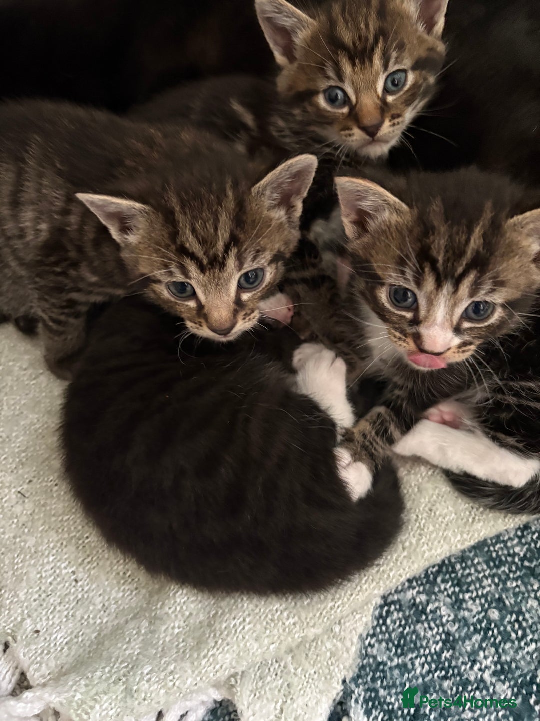British Shorthair cats for sale: 3 little boy kittens  - Image 2