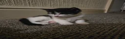 Mixed Breed cats for sale: 🐾2 KITTENS LEFT 🐾  - Advert 5