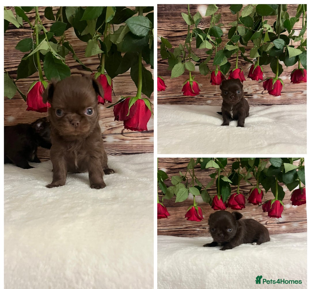 Chihuahua dogs for sale: Tiny long haired chihuahua girl !  - Advert 9