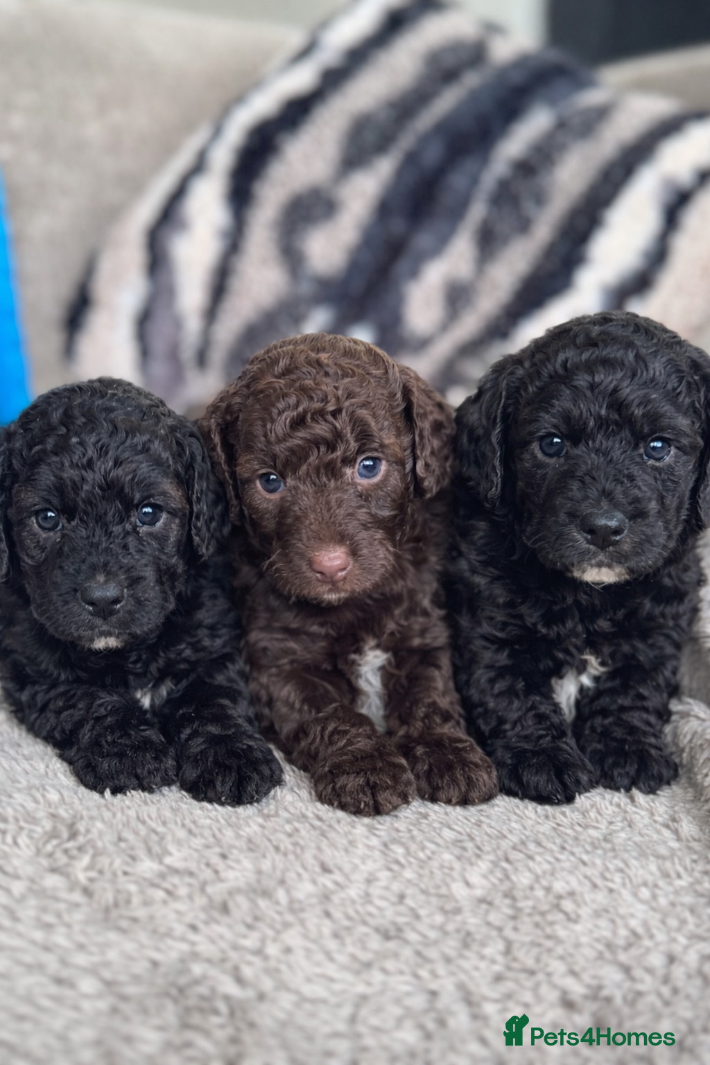 Aussiedoodle dogs MINIATURE AUSSIEDOODLE PUPPIES ⭐️⭐️⭐️ - Advert 1