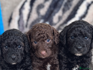 Aussiedoodle dogs MINIATURE AUSSIEDOODLE PUPPIES ⭐️⭐️⭐️ - Advert 9