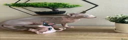 Sphynx cats for sale: Last beautiful sphynx  - Advert 4