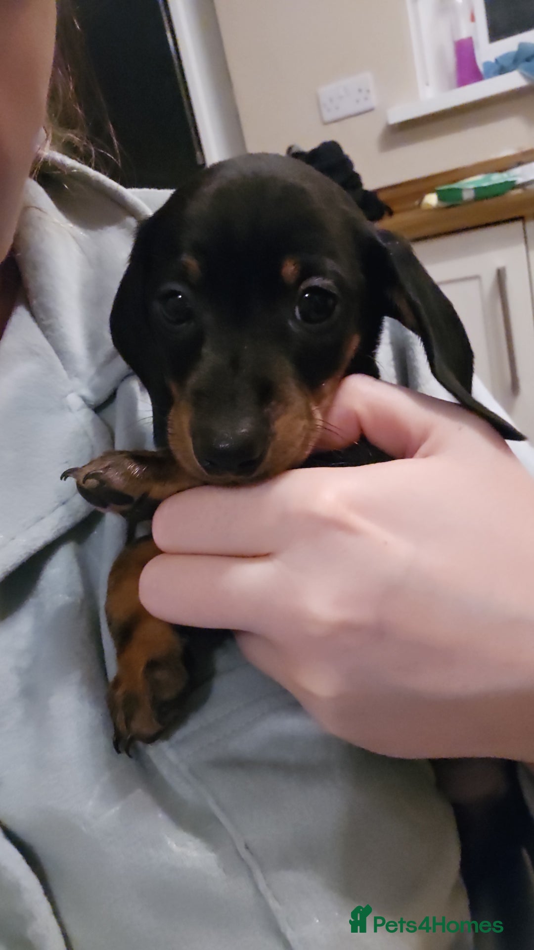 Miniature Dachshund dogs for sale: Miniature dachshund male puppies - Advert 39