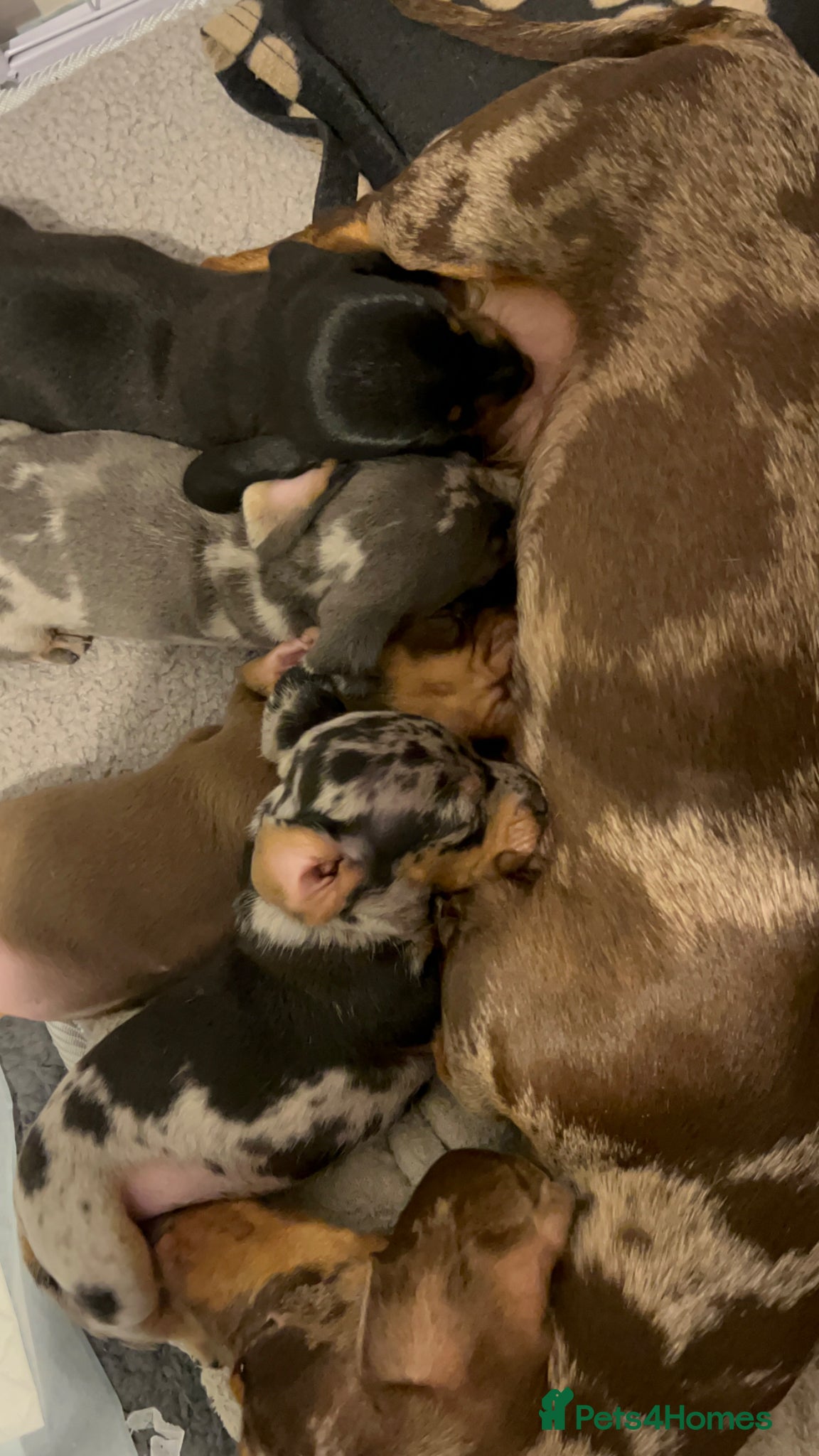 Miniature Dachshund dogs Pedigree registered miniature dachshund - Advert 5