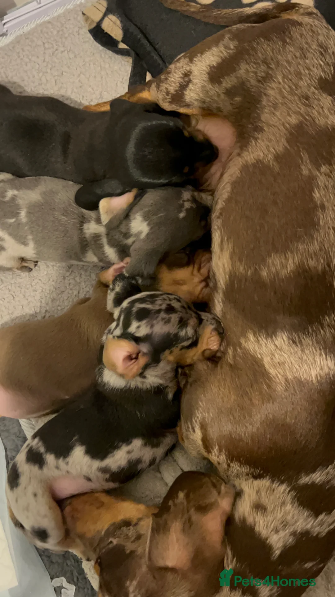 Miniature Dachshund dogs for sale: Pedigree registered miniature dachshund in Tamworth - Advert 1