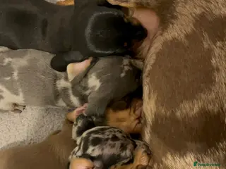 Miniature Dachshund dogs Pedigree registered miniature dachshund - Advert 2