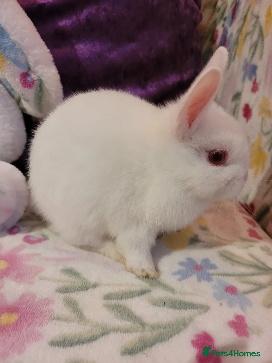 Netherland Dwarf rabbits for sale: Pure Bred Netherland Dwarfs - Advert 9