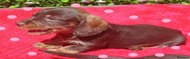 Miniature Dachshund 4