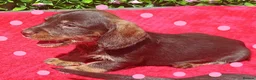 Miniature Dachshund dogs for sale: MINI WIRES KC REG PRA CLEAR - Advert 6