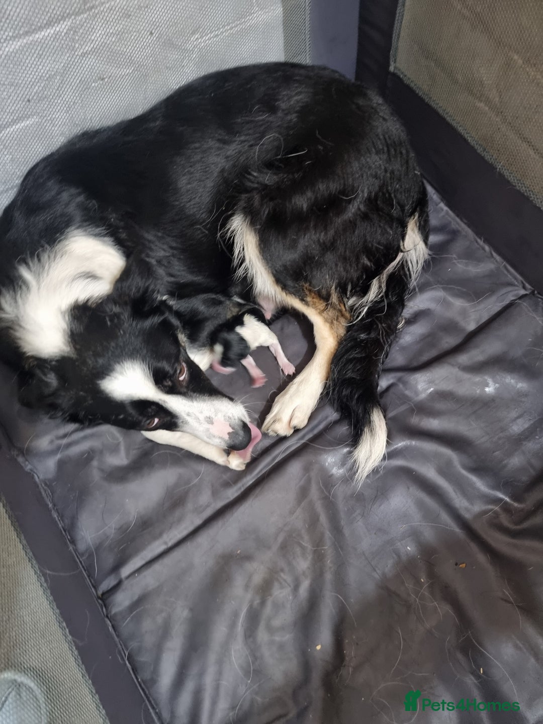 Border Collie dogs for sale: Border collie pups available  - Image 14