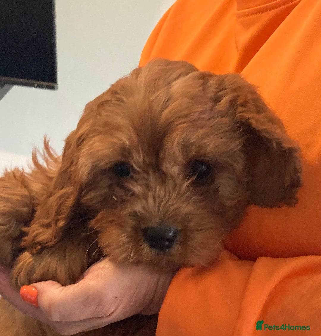 Cavapoo dogs for sale: 🐶🐩STUNNING MINIATURE CAVAPOO PUPPIES🐩🐶 - Image 11