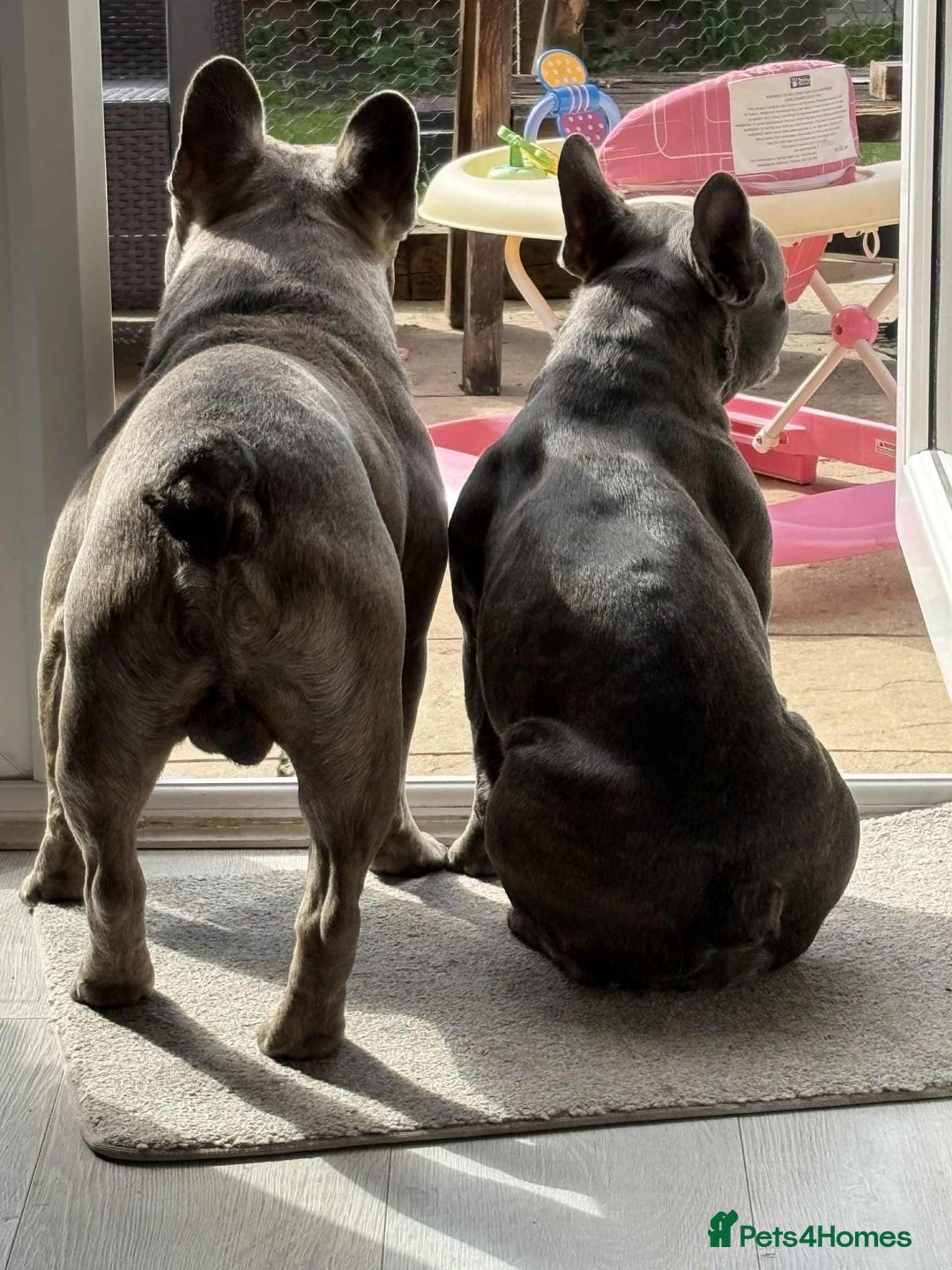 French Bulldog dogs for sale: French bulldog pups  - Image 16