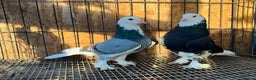 Pigeons birds for sale: SHOW TYPE WEAT OF ENGLAND TUMBLERS - Advert 6