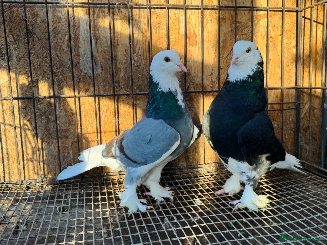 Pigeons birds for sale: SHOW TYPE WEAT OF ENGLAND TUMBLERS - Advert 6