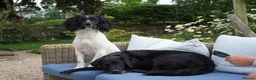 English Springer Spaniel dogs for sale: 3 female Springer spaniel puppies  - Advert 10
