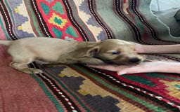 Cockerdor dogs for sale: Outstanding working gun puppies  - Image 10