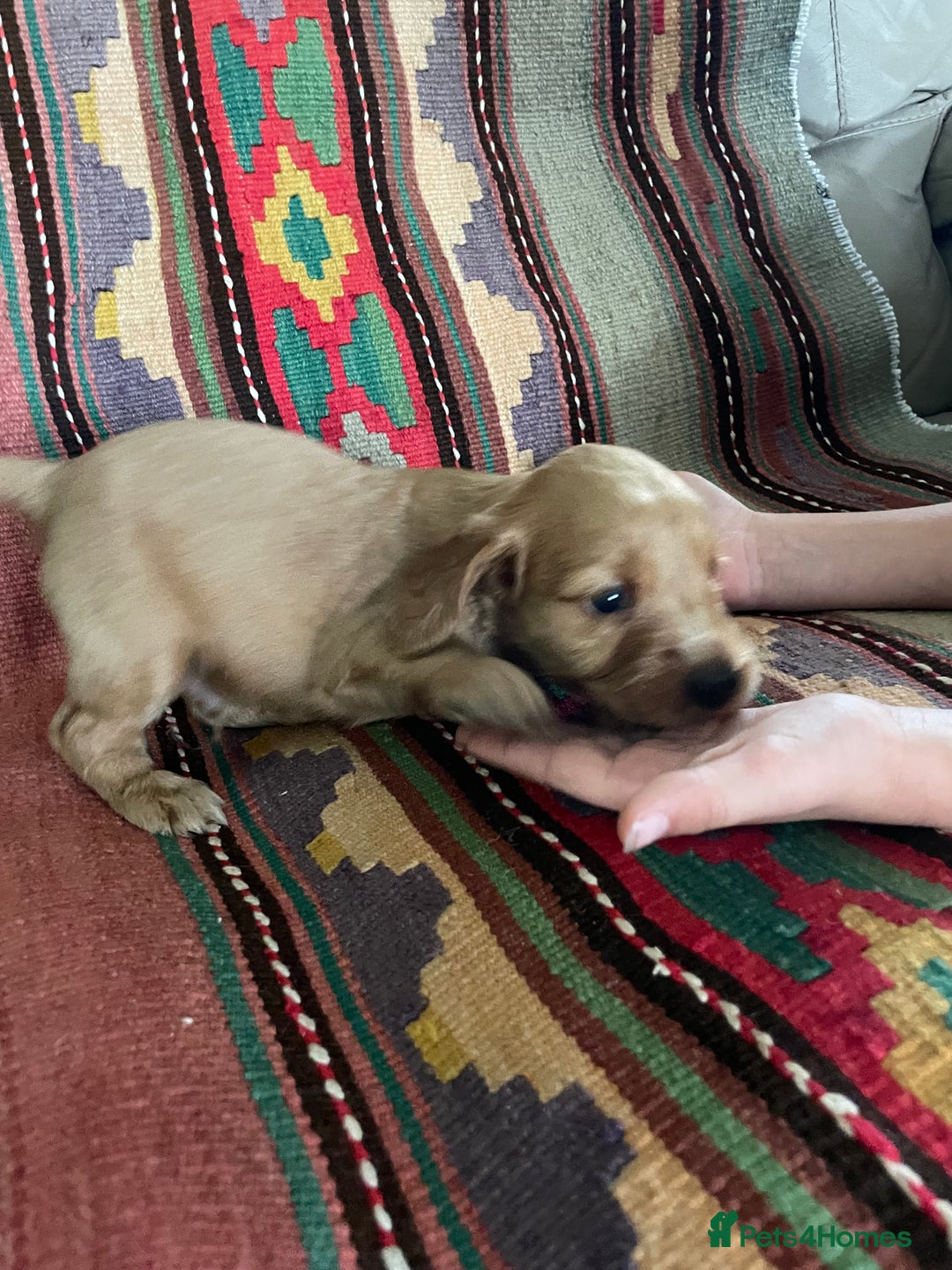 Cockerdor dogs for sale: Outstanding working gun puppies  - Image 10