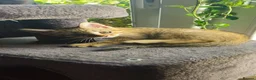 Mixed Breed cats for sale: Kittens for Sale in Truro - Advert 5